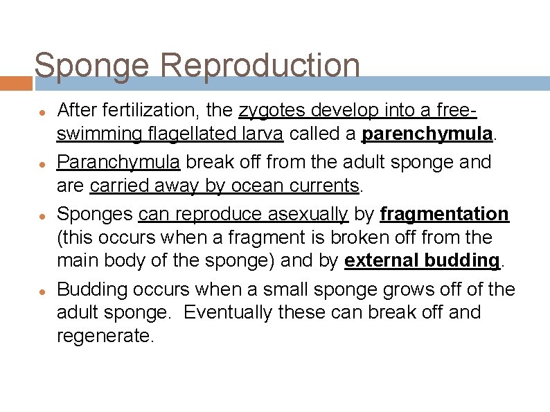 Sponge Reproduction After fertilization, the zygotes develop into a freeswimming flagellated larva called a