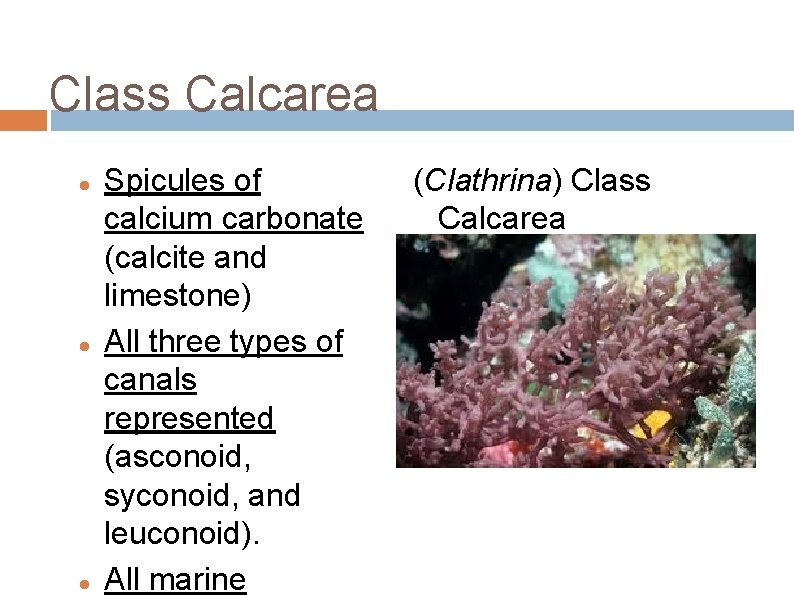 Class Calcarea Spicules of calcium carbonate (calcite and limestone) All three types of canals