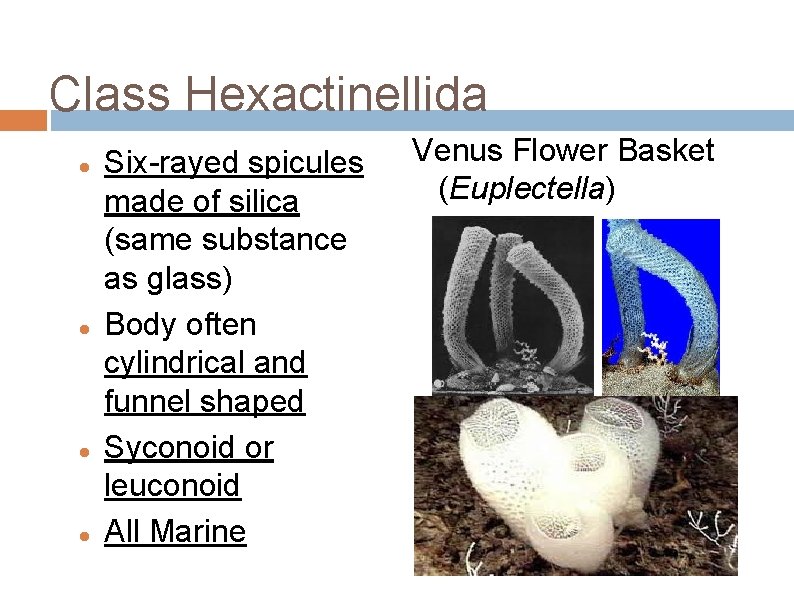 Class Hexactinellida Six-rayed spicules made of silica (same substance as glass) Body often cylindrical