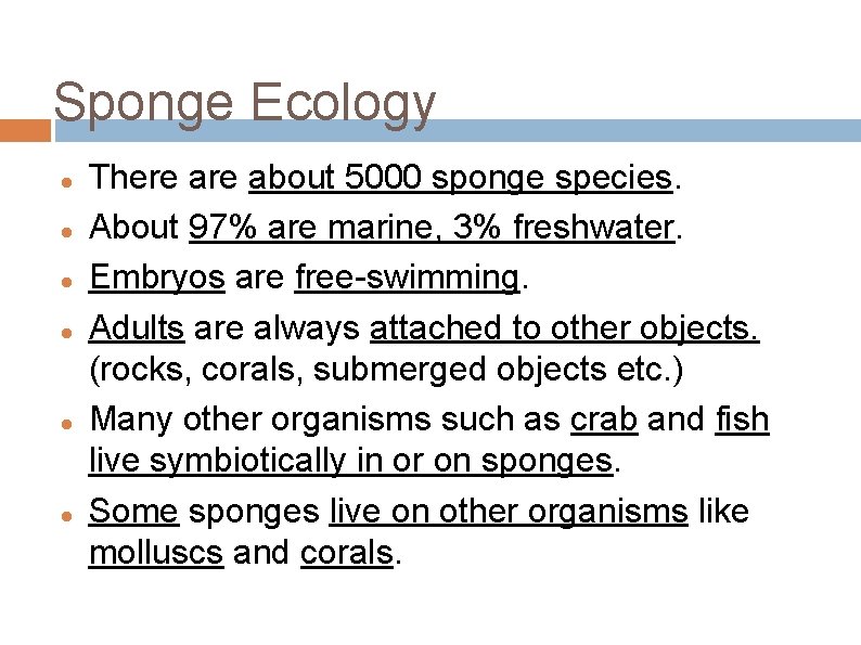 Sponge Ecology There about 5000 sponge species. About 97% are marine, 3% freshwater. Embryos