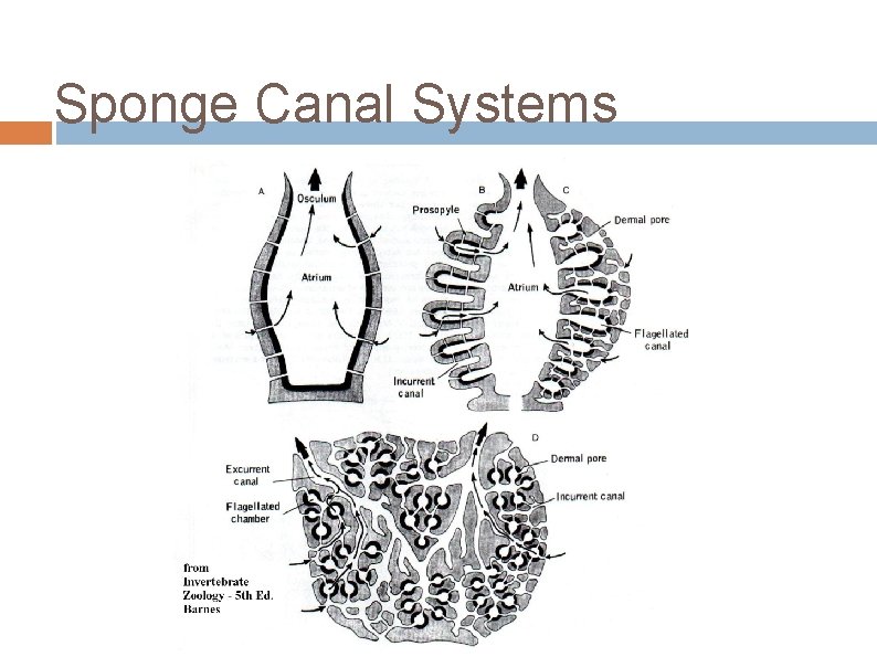 Sponge Canal Systems 