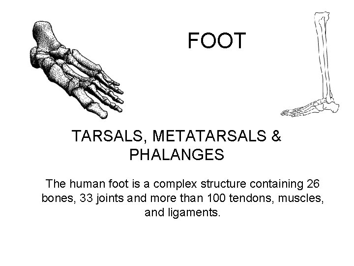 FOOT TARSALS, METATARSALS & PHALANGES The human foot is a complex structure containing 26