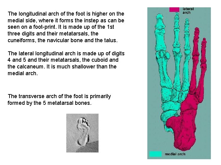 The longitudinal arch of the foot is higher on the medial side, where it