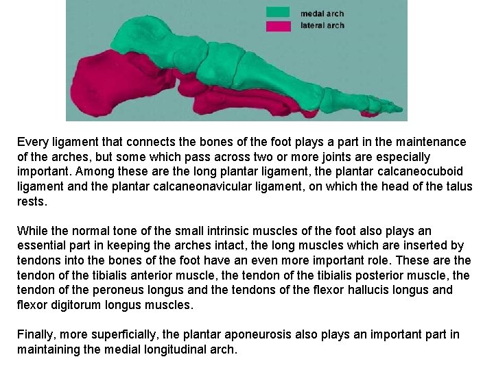 Every ligament that connects the bones of the foot plays a part in the