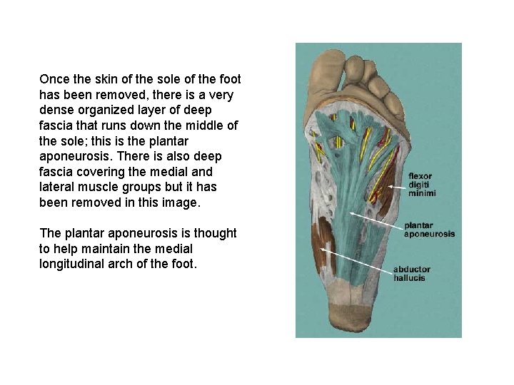 Once the skin of the sole of the foot has been removed, there is
