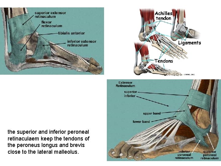the superior and inferior peroneal retinaculaem keep the tendons of the peroneus longus and