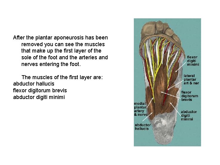 After the plantar aponeurosis has been removed you can see the muscles that make