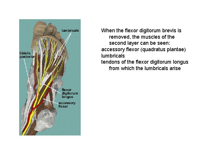 When the flexor digitorum brevis is removed, the muscles of the second layer can