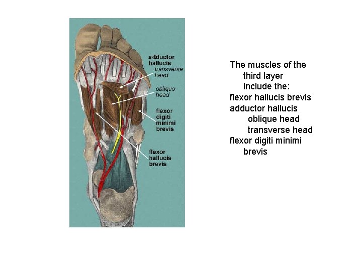 The muscles of the third layer include the: flexor hallucis brevis adductor hallucis oblique