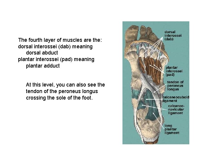 The fourth layer of muscles are the: dorsal interossei (dab) meaning dorsal abduct plantar