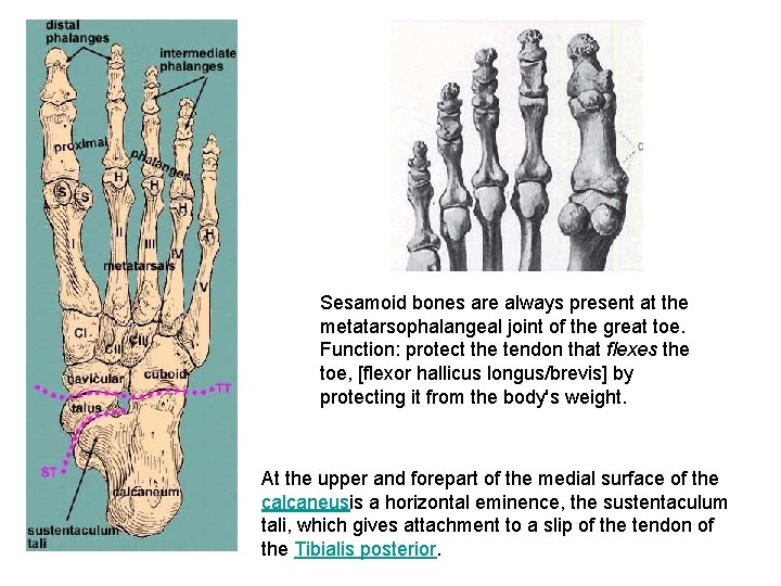 Sesamoid bones are always present at the metatarsophalangeal joint of the great toe. Function: