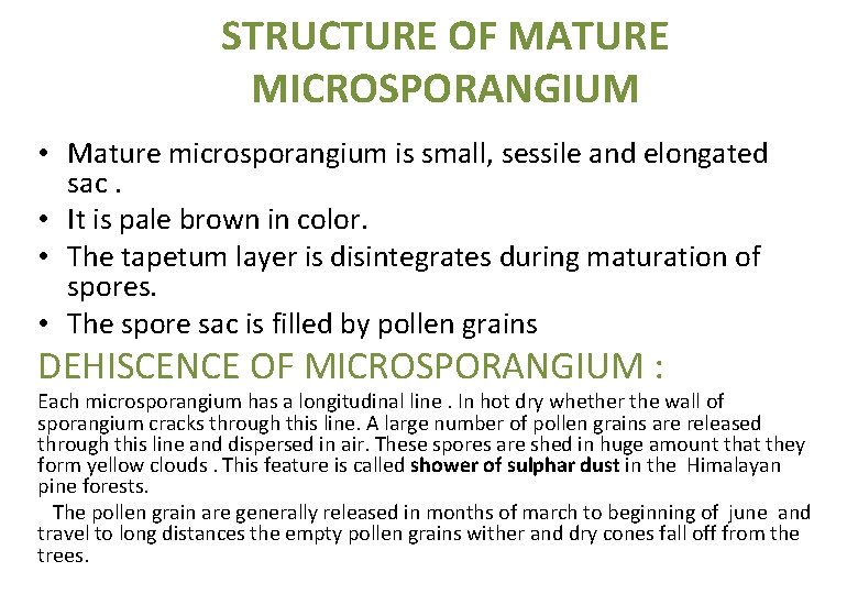 STRUCTURE OF MATURE MICROSPORANGIUM • Mature microsporangium is small, sessile and elongated sac. •