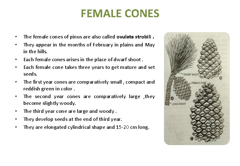 FEMALE CONES • • • The female cones of pinus are also called ovulate