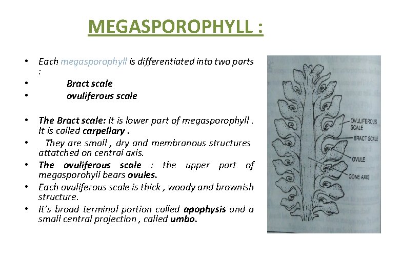 MEGASPOROPHYLL : • Each megasporophyll is differentiated into two parts : • Bract scale