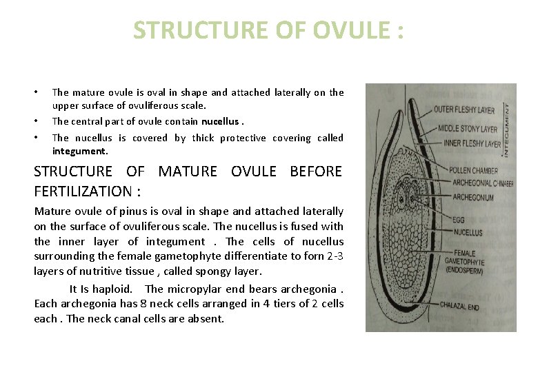 STRUCTURE OF OVULE : • • • The mature ovule is oval in shape