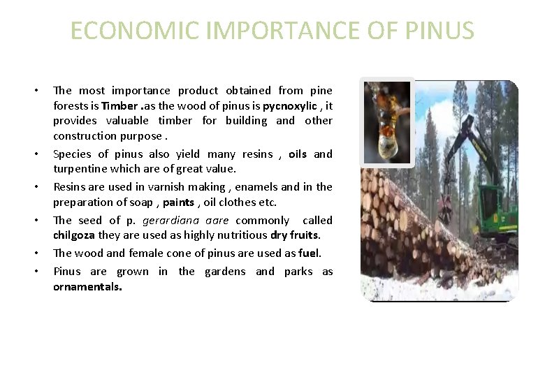 ECONOMIC IMPORTANCE OF PINUS • • • The most importance product obtained from pine