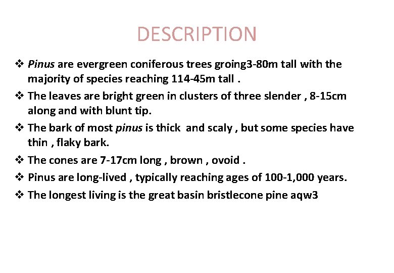 DESCRIPTION v Pinus are evergreen coniferous trees groing 3 -80 m tall with the