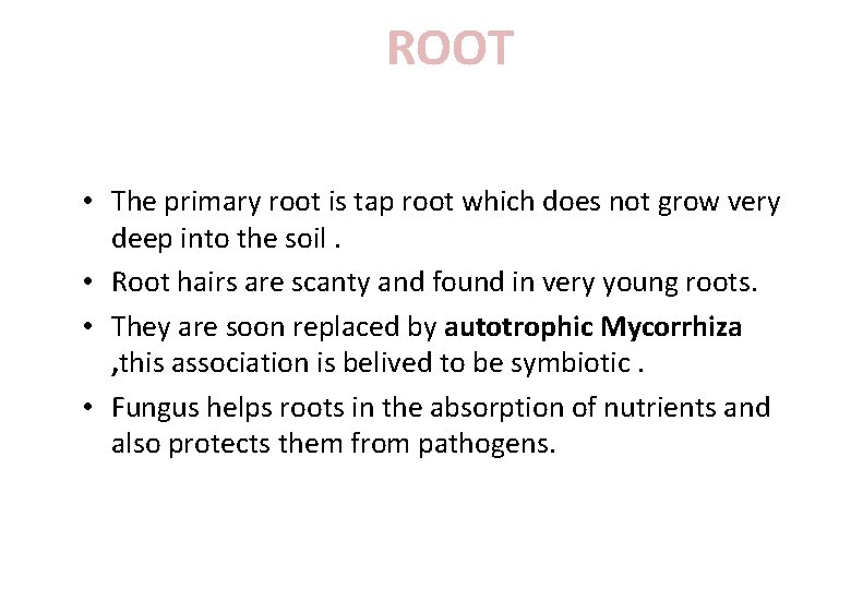 ROOT • The primary root is tap root which does not grow very deep