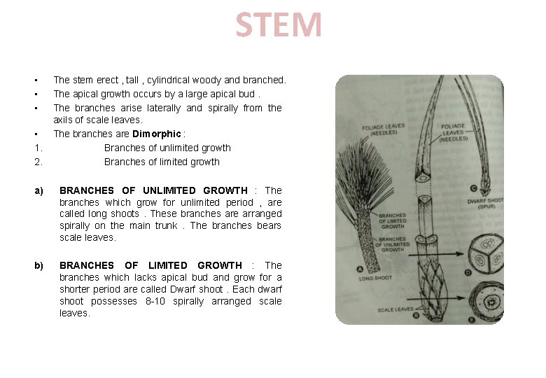 STEM • • 1. 2. The stem erect , tall , cylindrical woody and