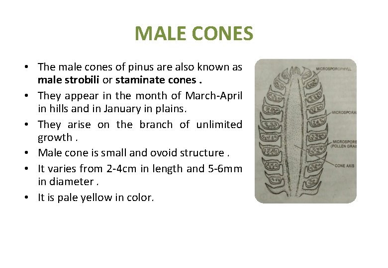 MALE CONES • The male cones of pinus are also known as male strobili