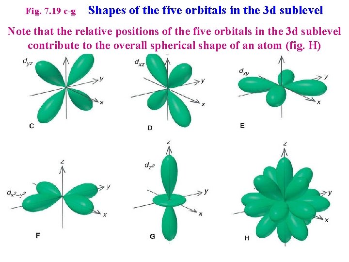 Fig. 7. 19 c-g Shapes of the five orbitals in the 3 d sublevel