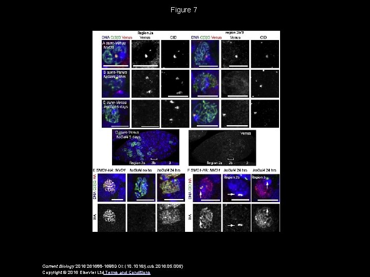Dynamic And Stable Cohesins Regulate Synaptonemal Complex Assembly
