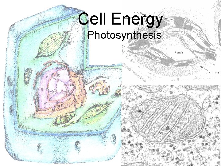 Cell Energy Photosynthesis 