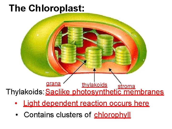 The Chloroplast: grana thylakoids stroma Thylakoids: Saclike photosynthetic membranes • Light dependent reaction occurs
