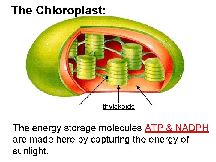 The Chloroplast: thylakoids The energy storage molecules ATP & NADPH are made here by