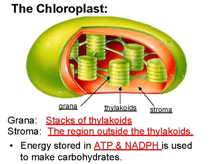 The Chloroplast: grana thylakoids stroma Grana: Stacks of thylakoids Stroma: The region outside thylakoids.
