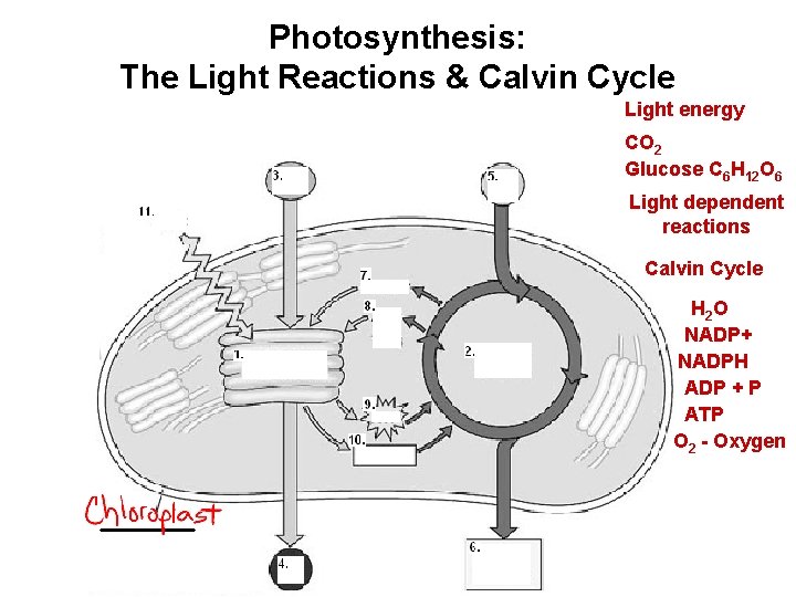 Photosynthesis: The Light Reactions & Calvin Cycle Light energy CO 2 Glucose C 6
