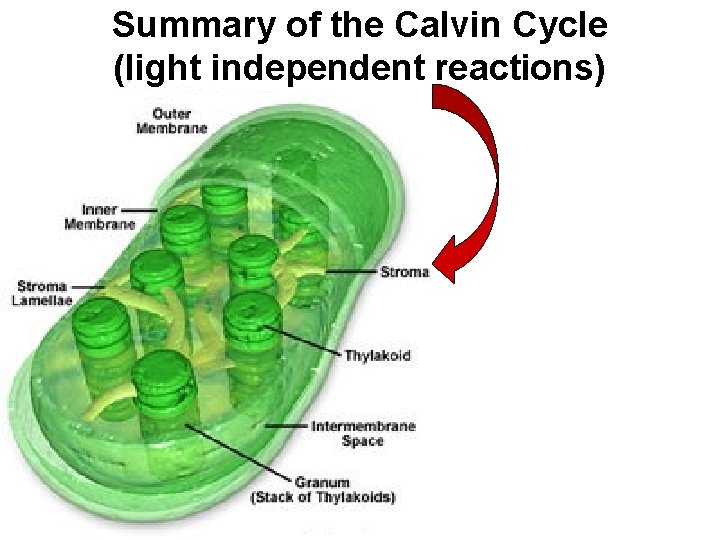 Summary of the Calvin Cycle (light independent reactions) 
