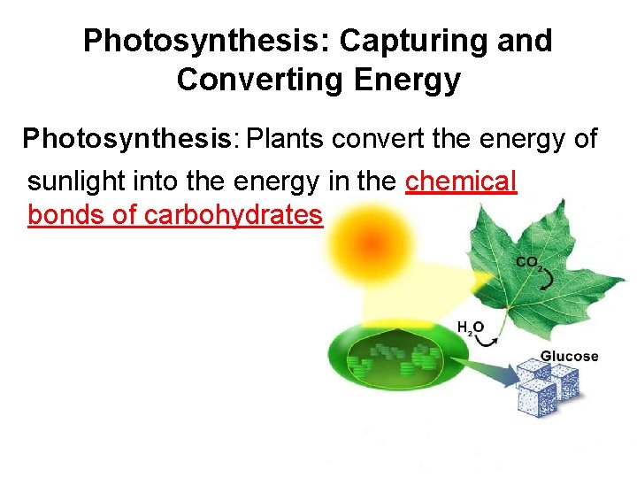 Photosynthesis: Capturing and Converting Energy Photosynthesis: Plants convert the energy of sunlight into the