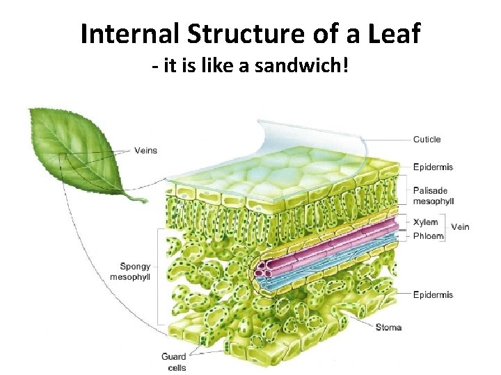 Internal Structure of a Leaf - it is like a sandwich! 