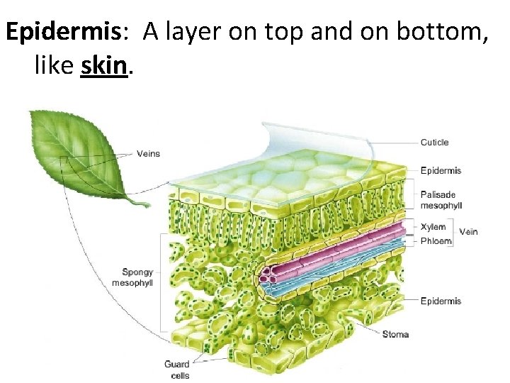 Epidermis: A layer on top and on bottom, like skin. 
