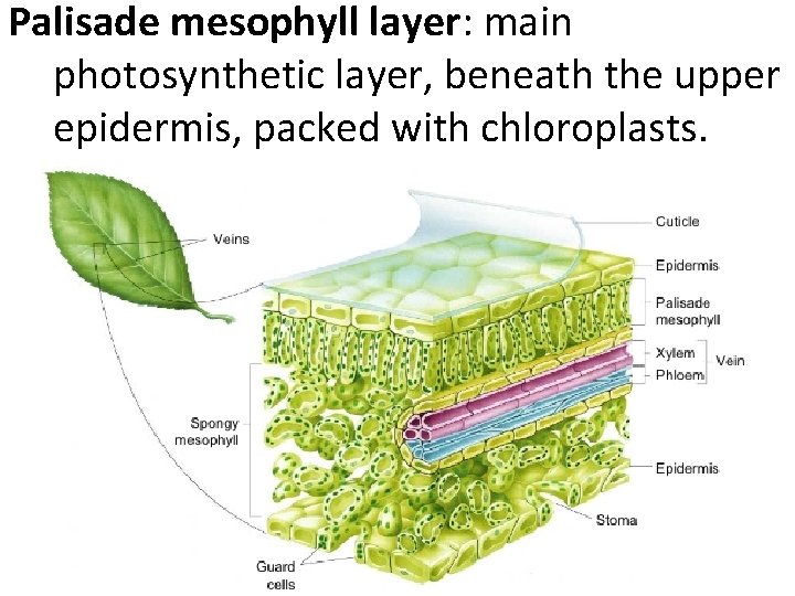 Palisade mesophyll layer: main photosynthetic layer, beneath the upper epidermis, packed with chloroplasts. 