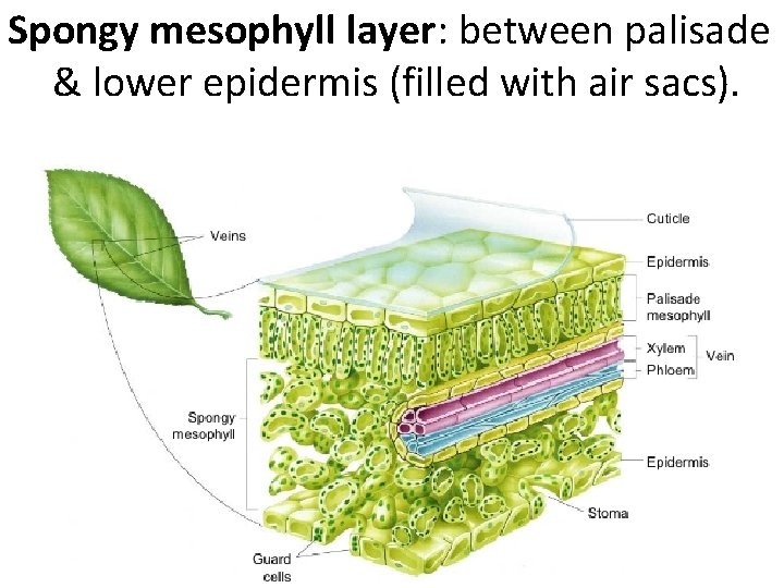 Spongy mesophyll layer: between palisade & lower epidermis (filled with air sacs). 