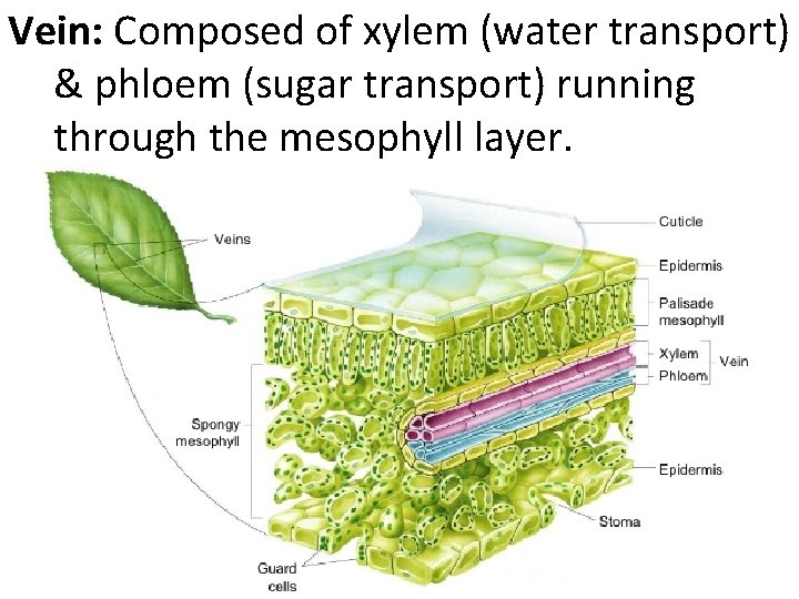 Vein: Composed of xylem (water transport) & phloem (sugar transport) running through the mesophyll