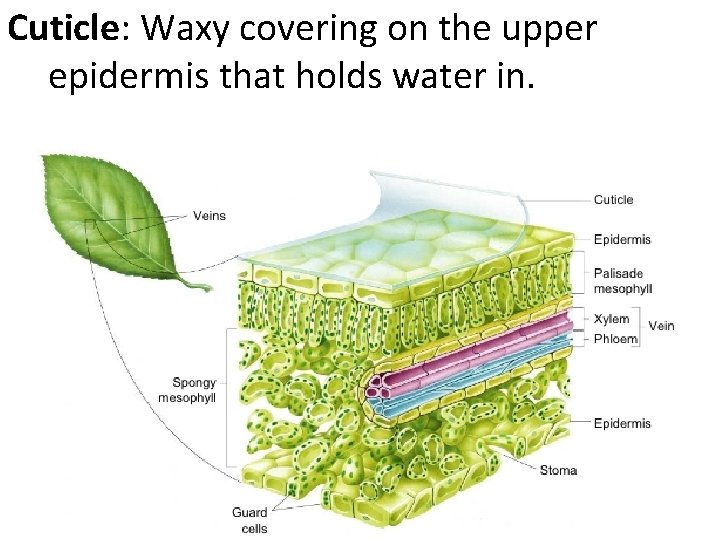 Cuticle: Waxy covering on the upper epidermis that holds water in. 