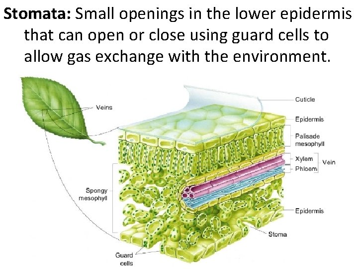 Stomata: Small openings in the lower epidermis that can open or close using guard