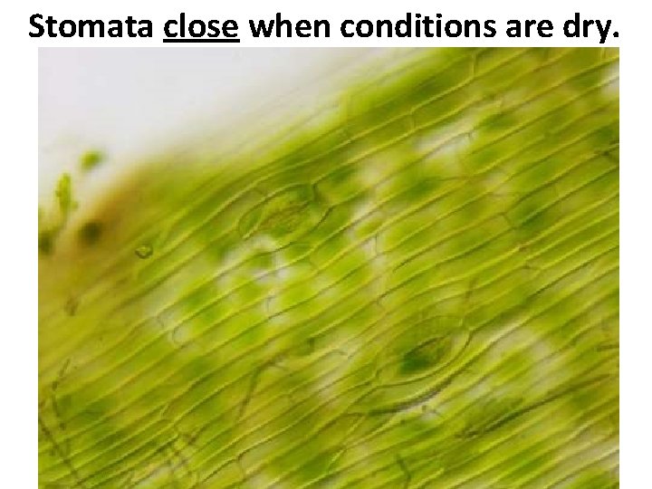 Stomata close when conditions are dry. 