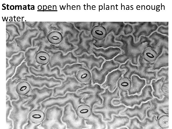 Stomata open when the plant has enough water. 