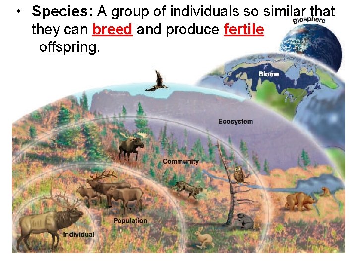  • Species: A group of individuals so similar that they can breed and
