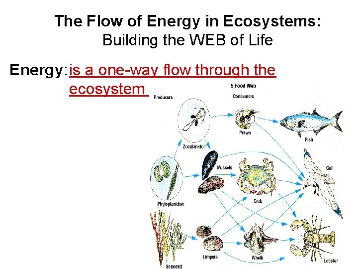The Flow of Energy in Ecosystems: Building the WEB of Life Energy: is a
