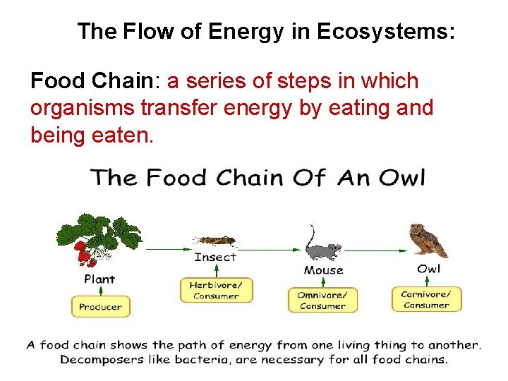 The Flow of Energy in Ecosystems: Food Chain: a series of steps in which