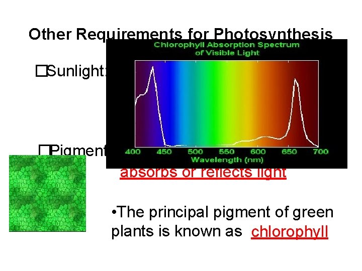 Other Requirements for Photosynthesis �Sunlight: Autotrophs use the energy contained in sunlight directly to