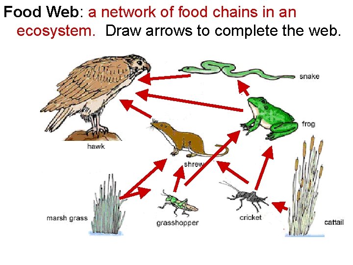 Food Web: a network of food chains in an ecosystem. Draw arrows to complete