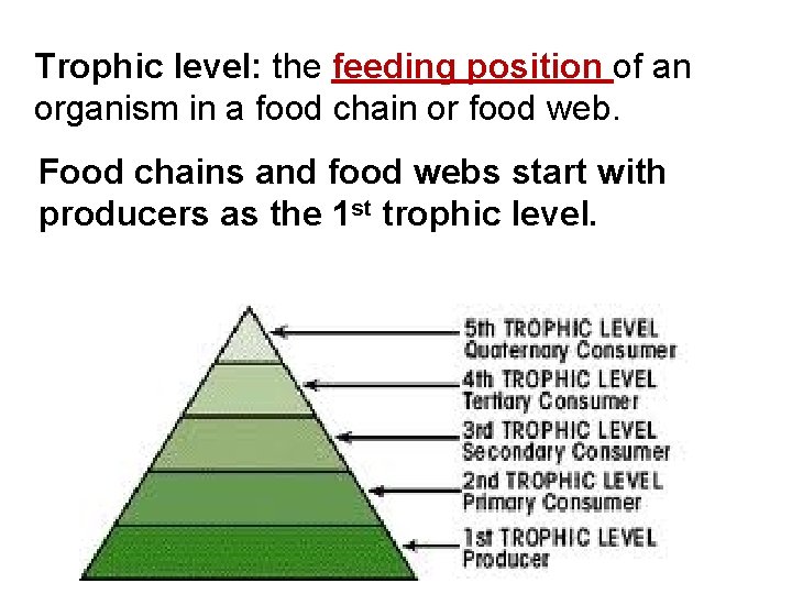 Trophic level: the feeding position of an organism in a food chain or food