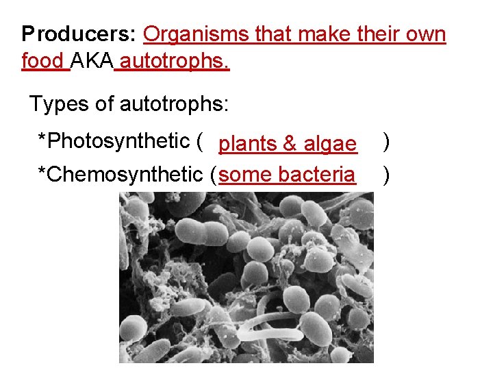 Producers: Organisms that make their own food AKA autotrophs. Types of autotrophs: *Photosynthetic (