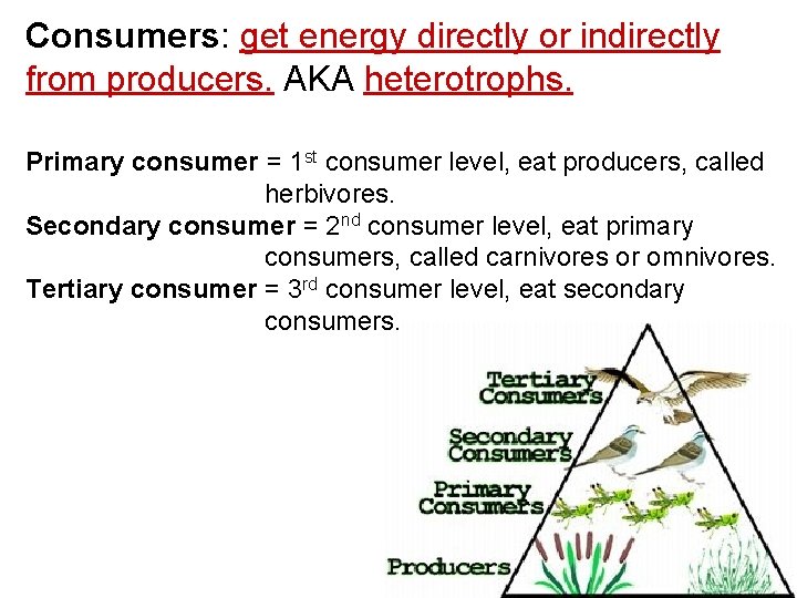 Consumers: get energy directly or indirectly from producers. AKA heterotrophs. Primary consumer = 1
